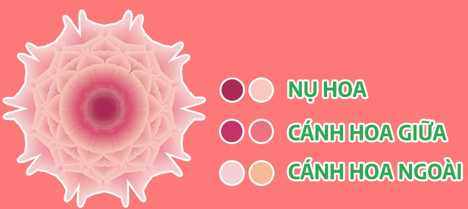 Cách tạo bông hoa trong illustrator Cách tạo bông hoa trong illustrator